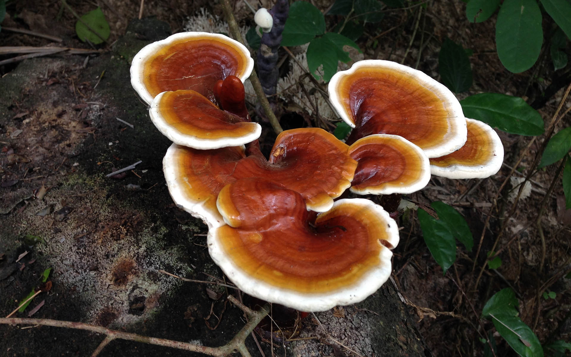 Il Reishi –  Daniela Di Leo Naturopata